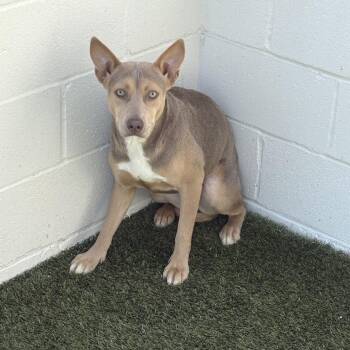 Buttercup 6767 -  Husky and Mixed Breed Dog for Adoption in Loxahatchee Groves, Florida - Buttercup 6767 | PetCurious