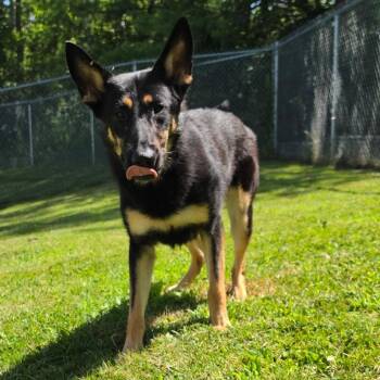 Tamara -  German Shepherd Dog Dog for Adoption in Middlebury, Vermont - Tamara | PetCurious