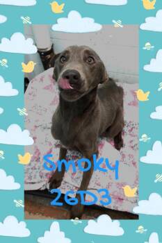 Great Dane Dogs Available for Adoption - Smoky | PetCurious