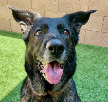 PLEASE SAVE ME - SANDY - A551438 -  German Shepherd Dog Dog for Adoption in San Marcos, California - PLEASE SAVE ME - SANDY - A551438 | PetCurious