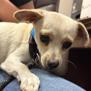 Chihuahua and Mixed Breed Dogs Available for Adoption in Yuma, Arizona - Weeny | PetCurious