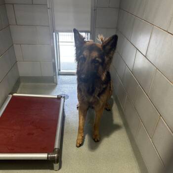 German Shepherd Dog Dogs Available for Adoption in Abilene, Texas - Teddy | PetCurious