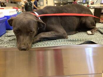 Rescue Pit Bull Terrier Dogs for Adoption in Riverside, California - SOCKS | PetCurious