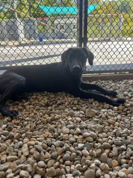 Rio 4m AVA 9/16 -  Hound Dog for Adoption in Sterling, Massachusetts - Rio 4m AVA 9/16 | PetCurious