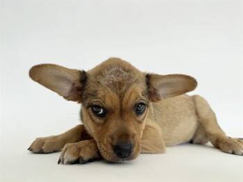 OZARK -  Collie and Mixed Breed Dog for Adoption in Brentwood, Missouri - OZARK | PetCurious