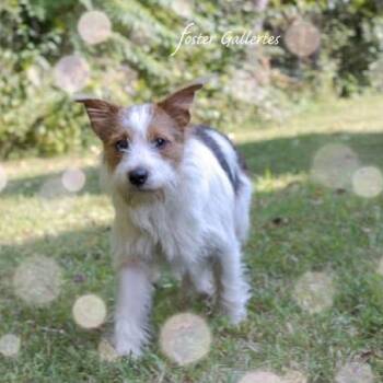 Shaggy -  Jack Russell Terrier and Wirehaired Terrier Dog for Adoption in Spring Hill, Tennessee - Shaggy | PetCurious