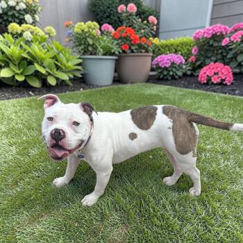 Pit Bull Terrier Dogs Available for Adoption in Fort Worth, Texas - Dolly | PetCurious