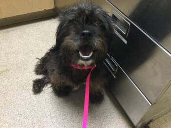 JIMMY -  Poodle Dog for Adoption in Riverside, California - JIMMY | PetCurious