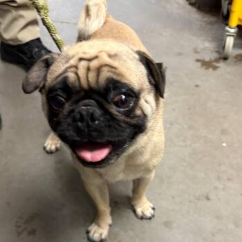 Pug Dogs Available for Adoption in Yuma, Arizona - Gomez | PetCurious