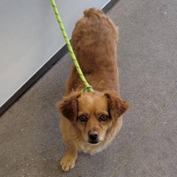 Mixed Breed Dogs Available for Adoption in Las Cruces, New Mexico - Klyde | PetCurious