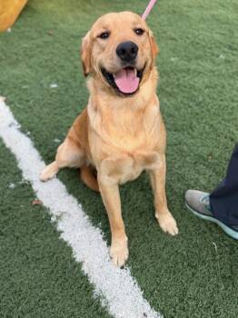 Scar -  Golden Retriever and Labrador Retriever Dog for Adoption in Lovingston, Virginia - Scar | PetCurious