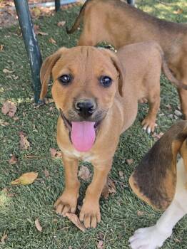 Wonton Dumpling - Local Pup -  Rottweiler Dog for Adoption in Andover, Massachusetts - Wonton Dumpling - Local Pup | PetCurious