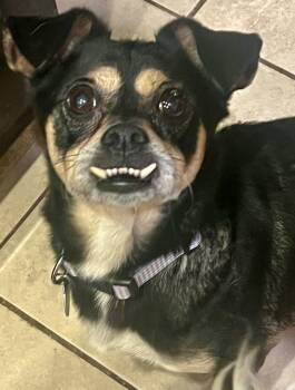 Teddie -  Dachshund Dog for Adoption in Pomona, California - Teddie | PetCurious