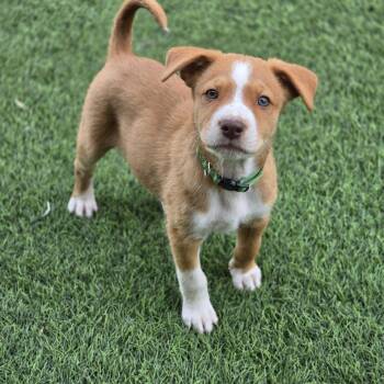 Arthur -  Terrier Dog for Adoption in Snyder, Texas - Arthur | PetCurious