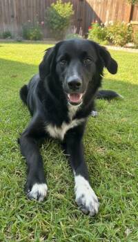 Rescue Golden Retriever and Border Collie Dogs for Adoption in Pumpkin Center, California - Petey | PetCurious