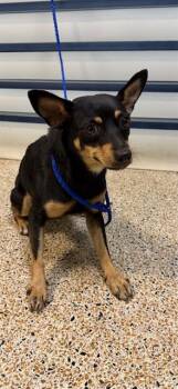 VELMA -  Manchester Terrier Dog for Adoption in Doral, Florida - VELMA | PetCurious