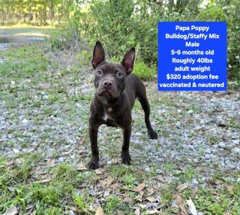 Bulldog and Staffordshire Bull Terrier Dogs Available for Adoption in Oviedo, Florida - Papa Poppy | PetCurious