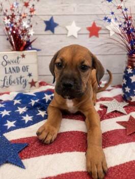 Betsy -  Mixed Breed Dog for Adoption in Bloomsburg, Pennsylvania - Betsy | PetCurious