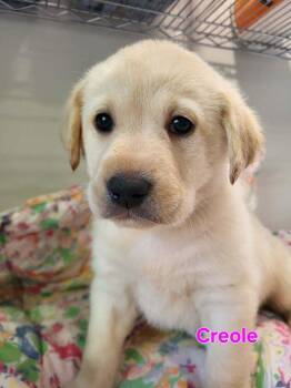 Great Pyrenees and Labrador Retriever Dogs Available for Adoption - Creole | PetCurious