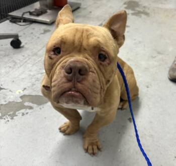 BREEZY -  American Bulldog and Mixed Breed Dog for Adoption in Houston, Texas - BREEZY | PetCurious
