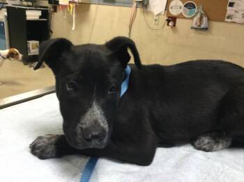BONNIE BOO -  Pit Bull Terrier Dog for Adoption in Riverside, California - BONNIE BOO | PetCurious