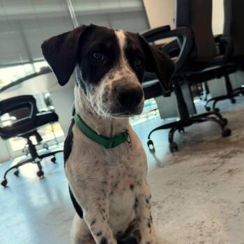Spaghetti -  Mixed Breed Dog for Adoption in Norman, Oklahoma - Spaghetti | PetCurious