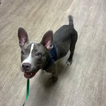 Bully -  Pit Bull Terrier and Mixed Breed Dog for Adoption in Pasadena, California - Bully | PetCurious