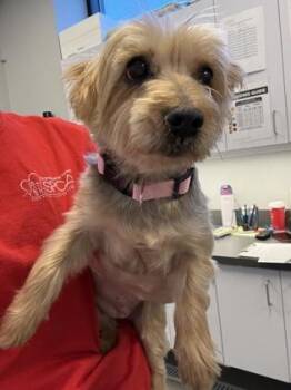 Yorkshire Terrier and Mixed Breed Dogs Available for Adoption - Cece | PetCurious