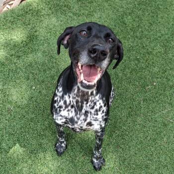 German Shorthaired Pointer Dogs Available for Adoption in Houston, Texas - Dixie - Beautiful Southern Belle | PetCurious