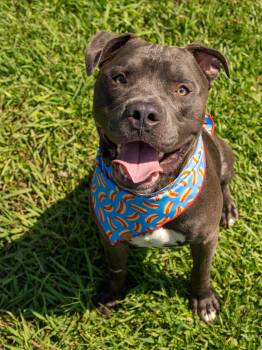 Plankton -  Mixed Breed Dog for Adoption in Myrtle Beach, South Carolina - Plankton | PetCurious