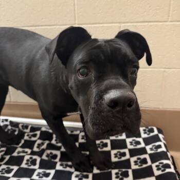 Cane Corso Dogs Available for Adoption in Reno, Nevada - Penelope | PetCurious
