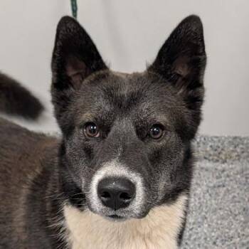 Merle -  Mixed Breed Dog for Adoption in Greenville, South Carolina - Merle | PetCurious