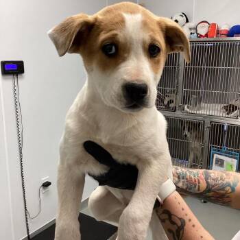 Mixed Breed Dogs Available for Adoption - Mambo | PetCurious