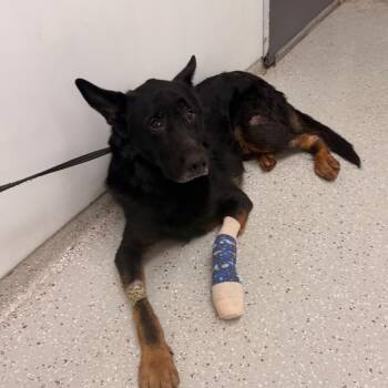 German Shepherd Dog Dogs Available for Adoption in Indianapolis, Indiana - Joker | PetCurious