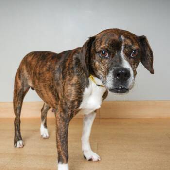 Gustav D71406 -  Boxer and Mixed Breed Dog for Adoption in Minnetonka, Minnesota - Gustav D71406 | PetCurious