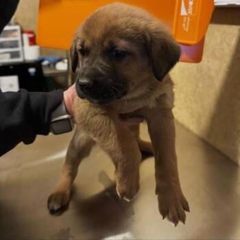 Yellow Labrador Retriever Dogs Available for Adoption - Snowball | PetCurious