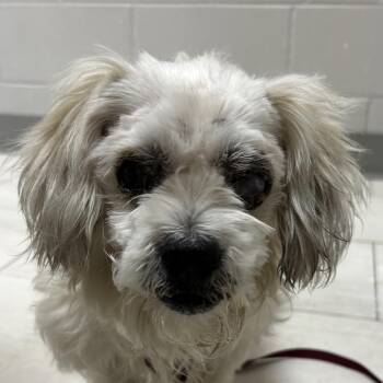 Theodore -  Maltese Dog for Adoption in Lufkin, Texas - Theodore | PetCurious