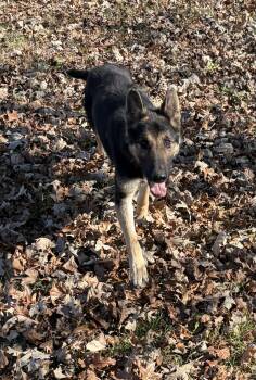 German Shepherd Dog Dogs Available for Adoption - Bravo | PetCurious