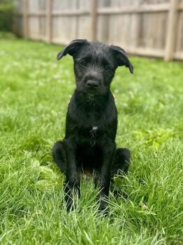 Sonny -  Wire Fox Terrier and Mixed Breed Dog for Adoption in Akron, Ohio - Sonny | PetCurious