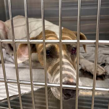 Prim -  Mixed Breed Dog for Adoption in Abilene, Texas - Prim | PetCurious
