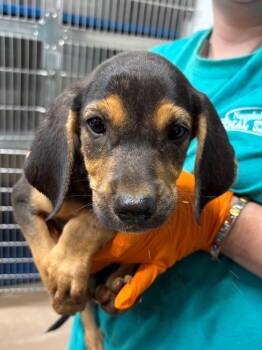 Azula -  Coonhound Dog for Adoption in Nacogdoches, Texas - Azula | PetCurious