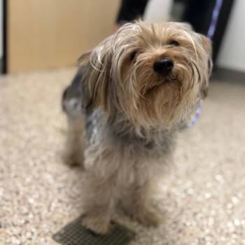 Dog 08/11/2026 -  Yorkshire Terrier and Mixed Breed Dog for Adoption in Bullhead City, Arizona - Dog 08/11/2026 | PetCurious
