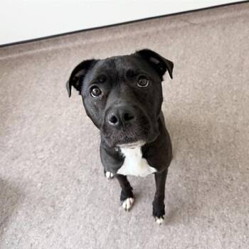 Cleo -  Terrier Dog for Adoption in Brentwood, Missouri - Cleo | PetCurious