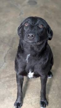 Black Labrador Retriever Dogs Available for Adoption - Billie | PetCurious