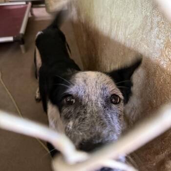 Twilight Saga -  Labrador Retriever Dog Available for Adoption in Austin, Texas - Twilight Saga | PetCurious