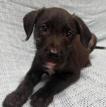 Milo -  Terrier Dog for Adoption in Maryville, Missouri - Milo | PetCurious