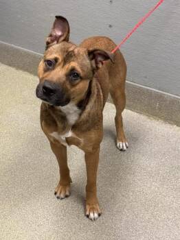 Pit Bull Terrier Dogs Available for Adoption in Las Vegas, Nevada - CHARLIE | PetCurious