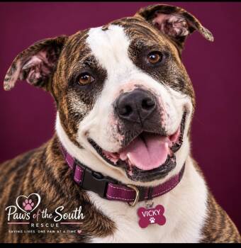 Vicky -  Presa Canario and American Staffordshire Terrier Dog for Adoption in Cumming, Georgia - Vicky | PetCurious