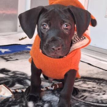 Gumbo -  Catahoula Leopard Dog and Black Labrador Retriever Dog for Adoption in Freeport, Florida - Gumbo | PetCurious