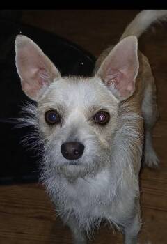 Terrier and Chihuahua Dogs Available for Adoption - Thistle | PetCurious